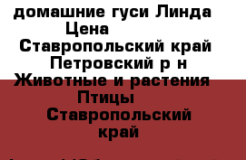 домашние гуси Линда › Цена ­ 1 000 - Ставропольский край, Петровский р-н Животные и растения » Птицы   . Ставропольский край